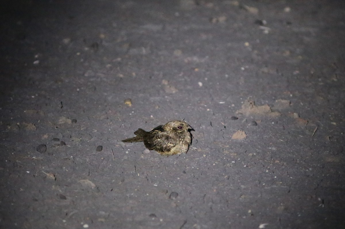 Slender-tailed Nightjar - ML577200961