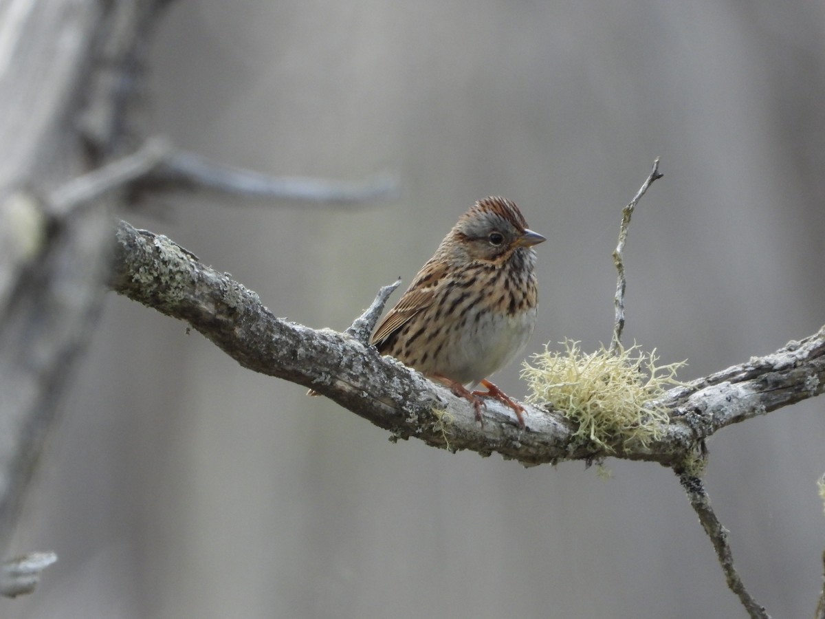 Lincoln's Sparrow - Marc Roy