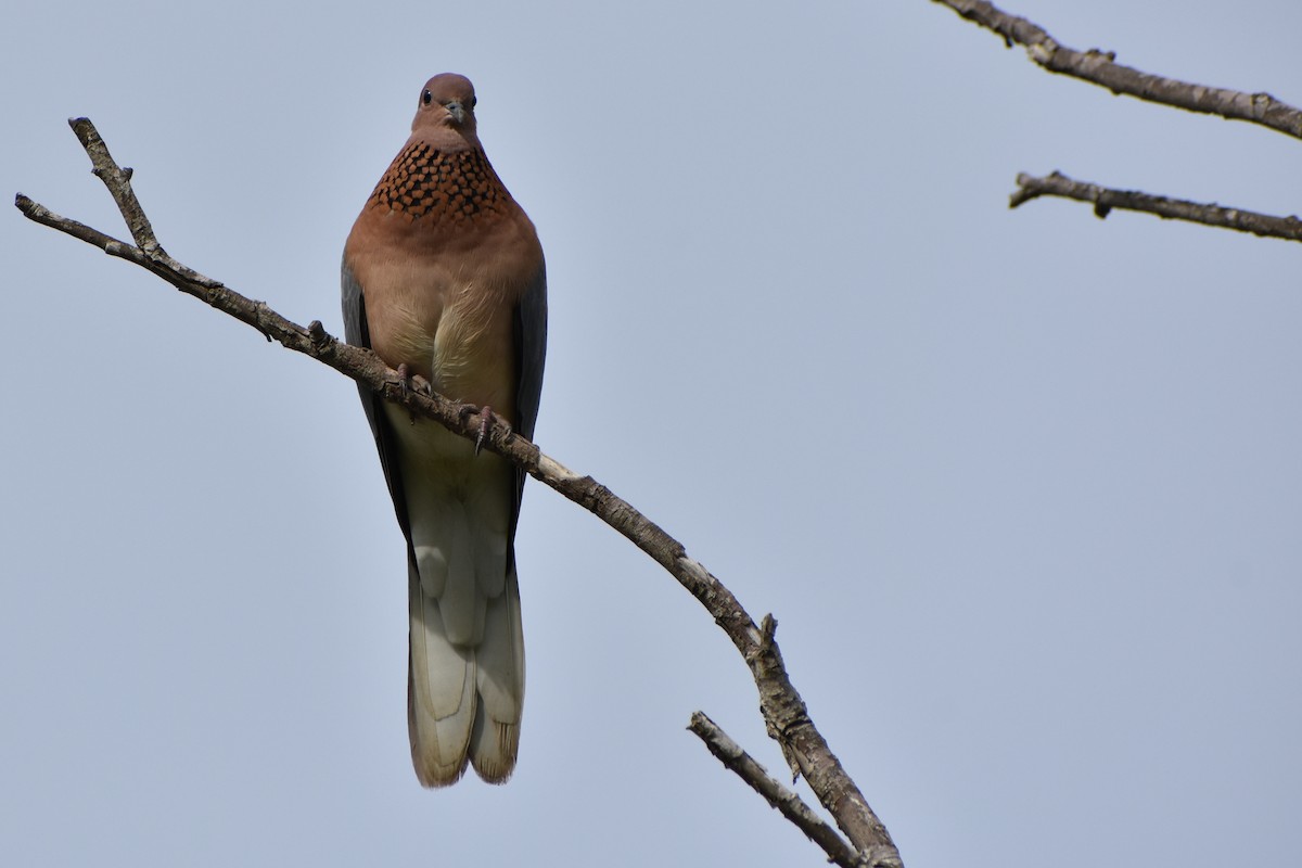 Laughing Dove - Olga Kalashnikova