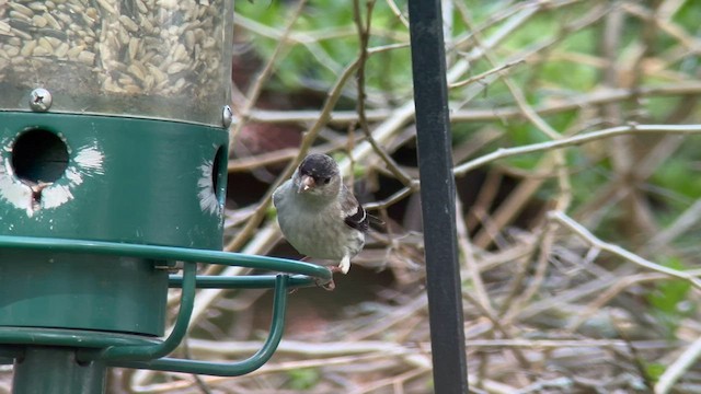 Pine Siskin x American Goldfinch (hybrid) - ML577202291