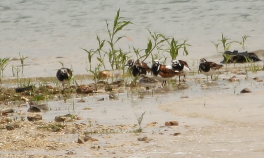 Ruddy Turnstone - ML577202681