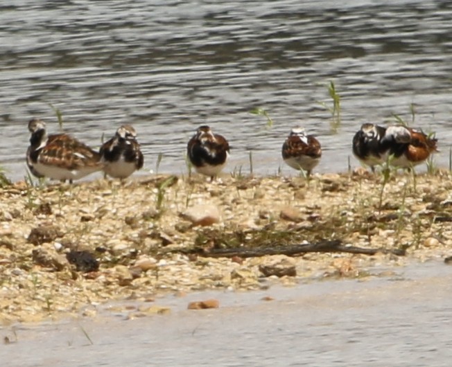 Ruddy Turnstone - ML577202691