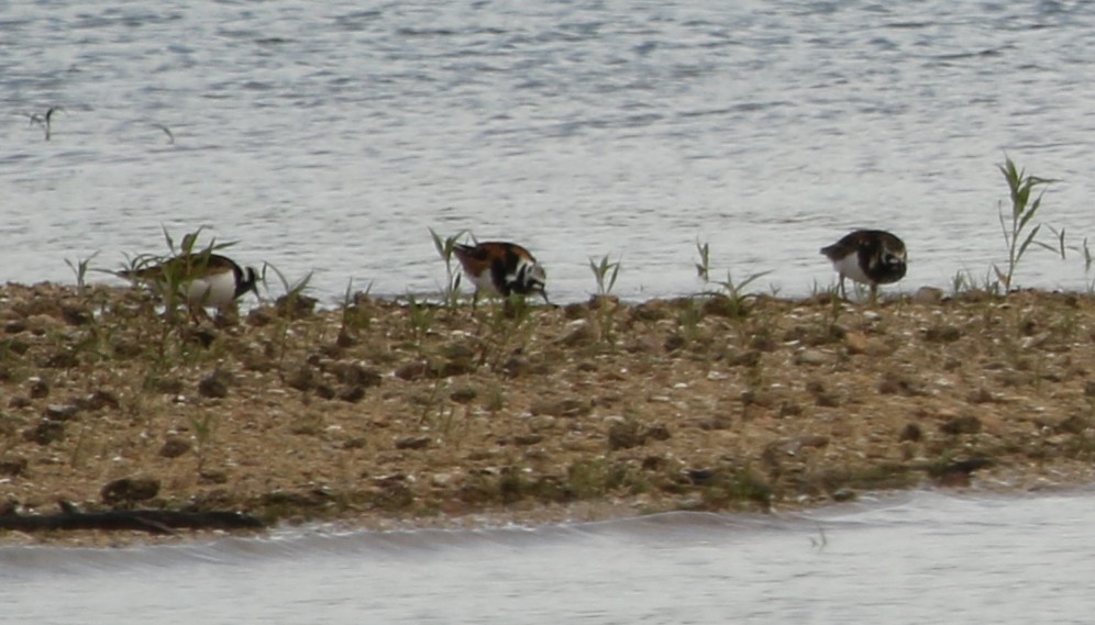 Ruddy Turnstone - ML577202711