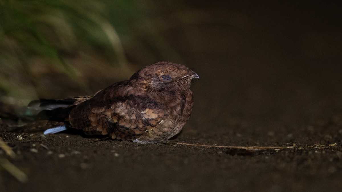 Plain Nightjar - Mathurin Malby