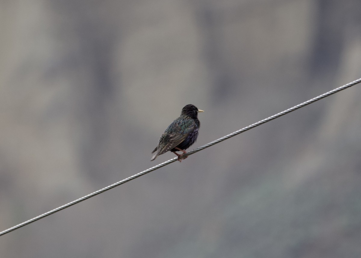 European Starling - ML577203161