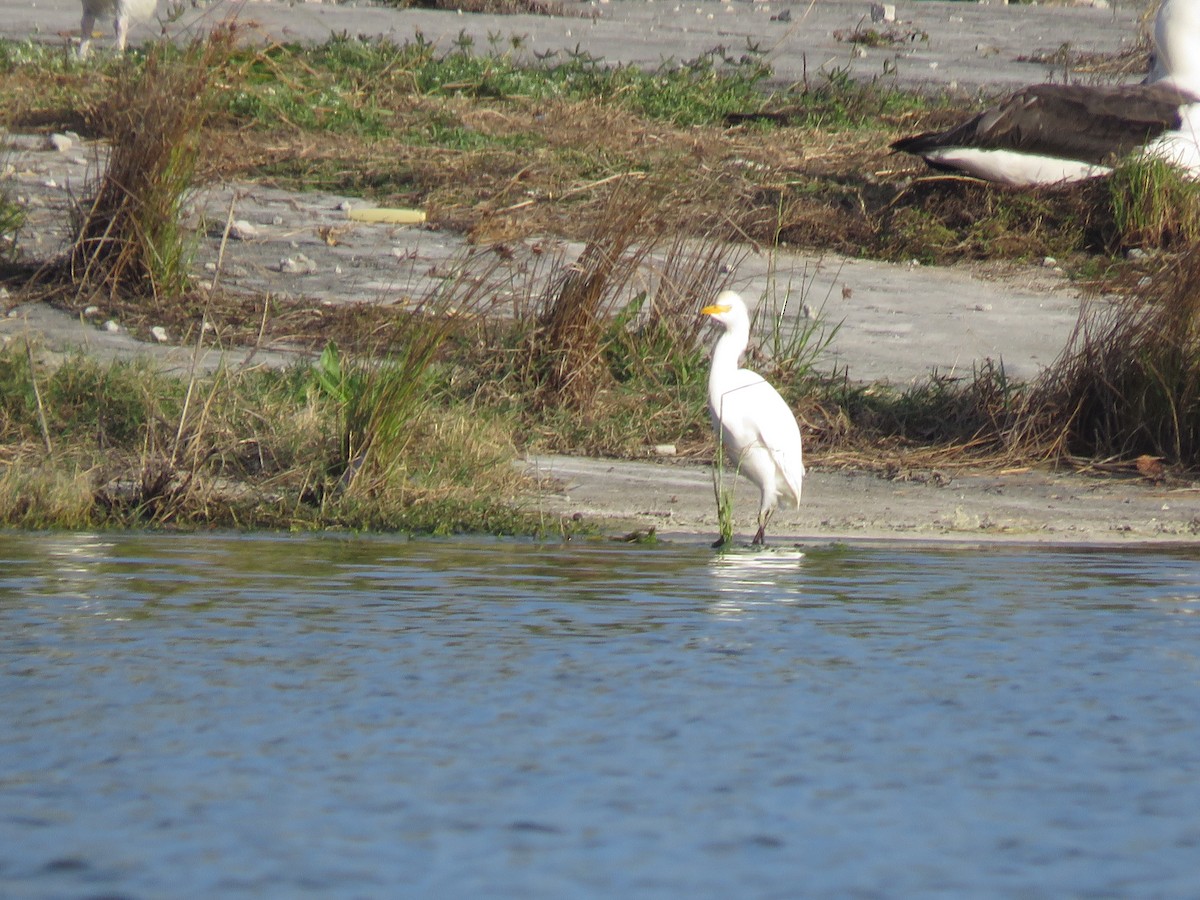 Western/Eastern Cattle Egret - ML577203171