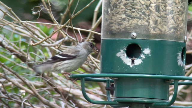 Pine Siskin x American Goldfinch (hybrid) - ML577203211