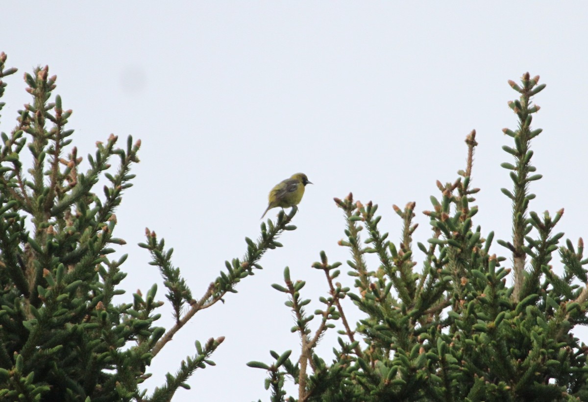 Orchard Oriole - ML577203221