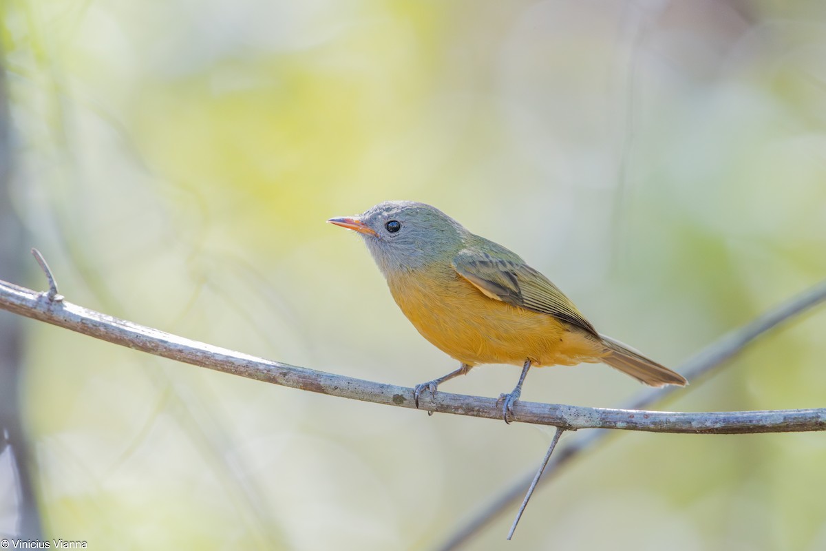 Gray-hooded Flycatcher - VINICIUS VIANNA