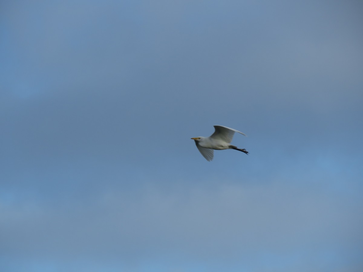 Western/Eastern Cattle Egret - ML577203451