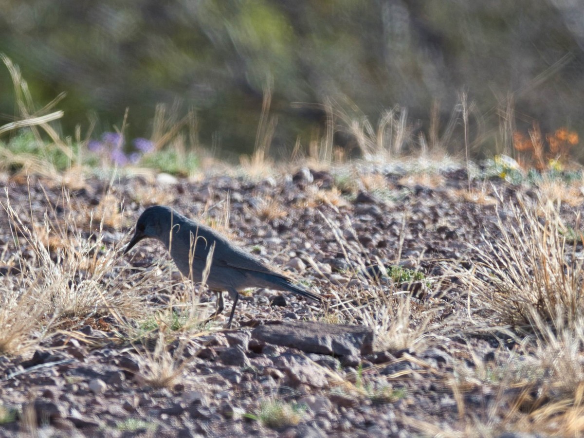 Pinyon Jay - ML577203871