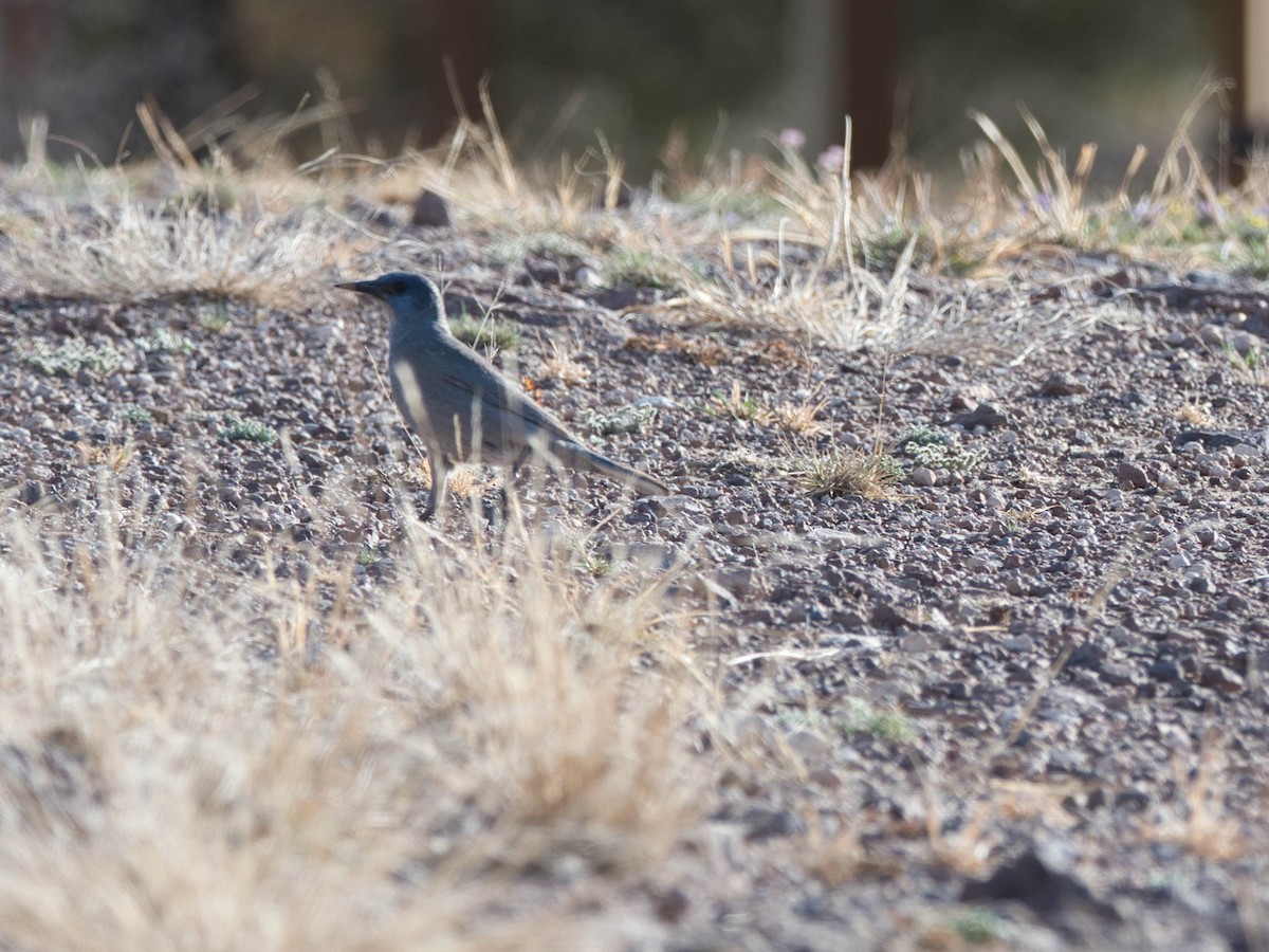 Pinyon Jay - ML577203881