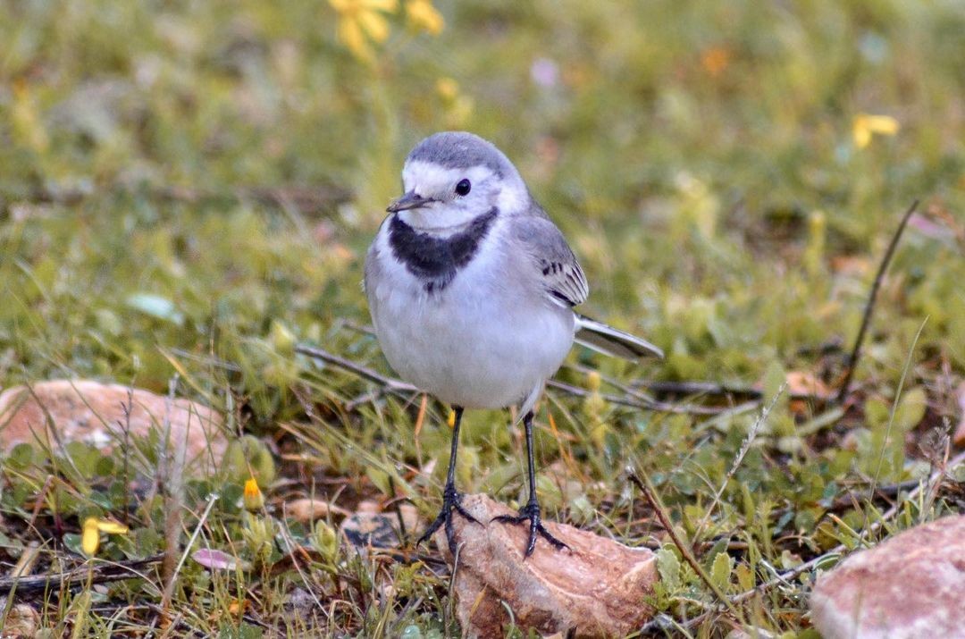 White Wagtail - ML577203971