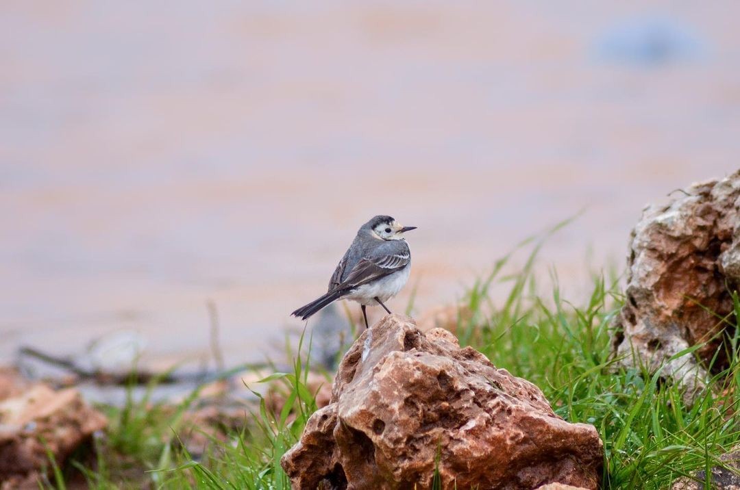 White Wagtail - ML577203991