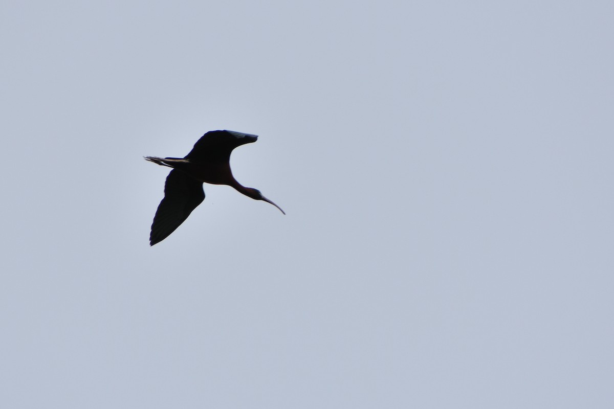 ibis hnědý - ML577204191