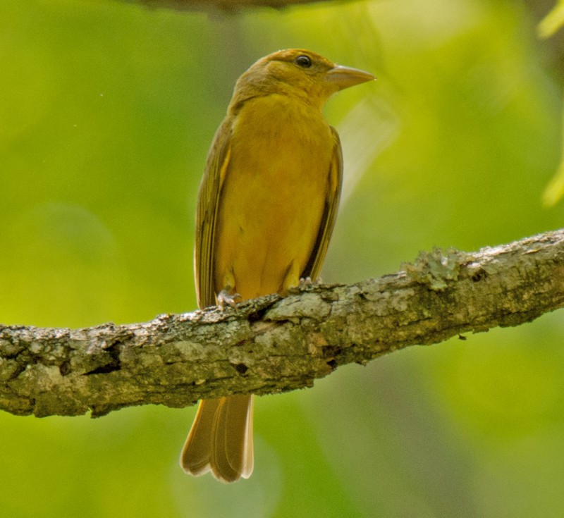 Summer Tanager - ML57720461