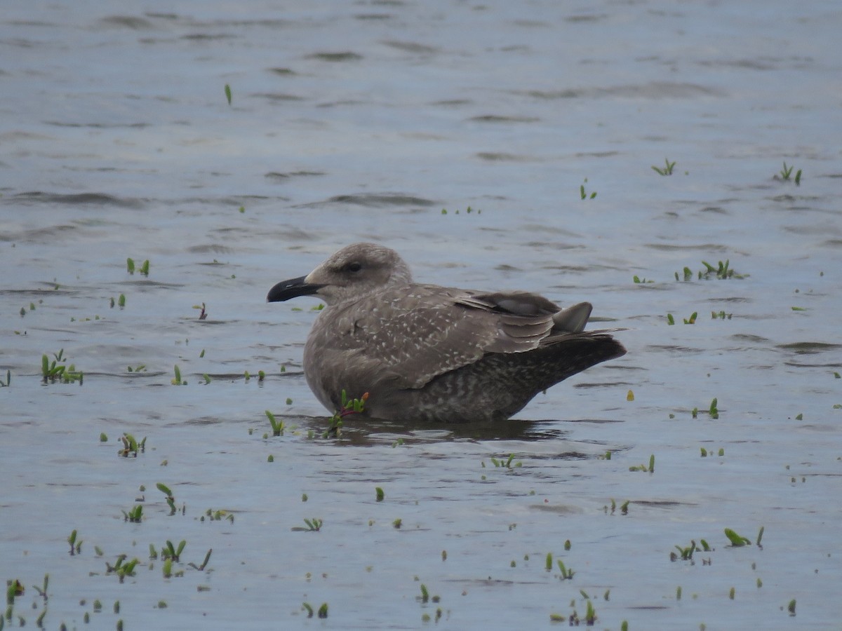 Glaucous-winged Gull - Curtis Mahon