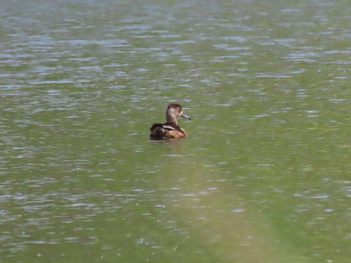 Ring-necked Duck - ML577206871