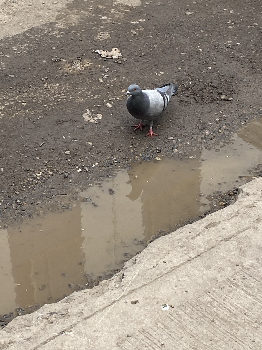 Rock Pigeon (Feral Pigeon) - ML577207001
