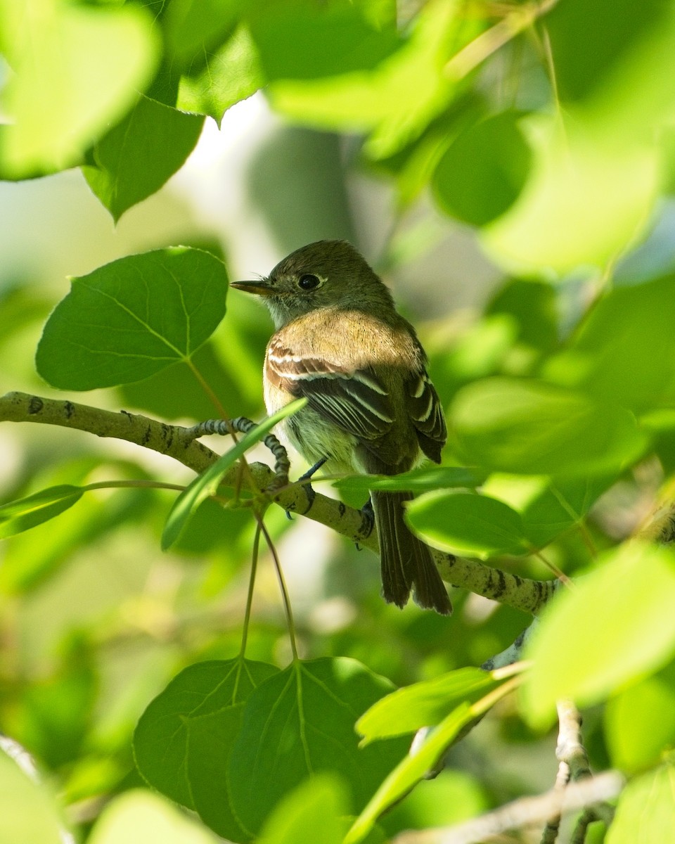 tanımsız Empidonax sp. - ML577207381