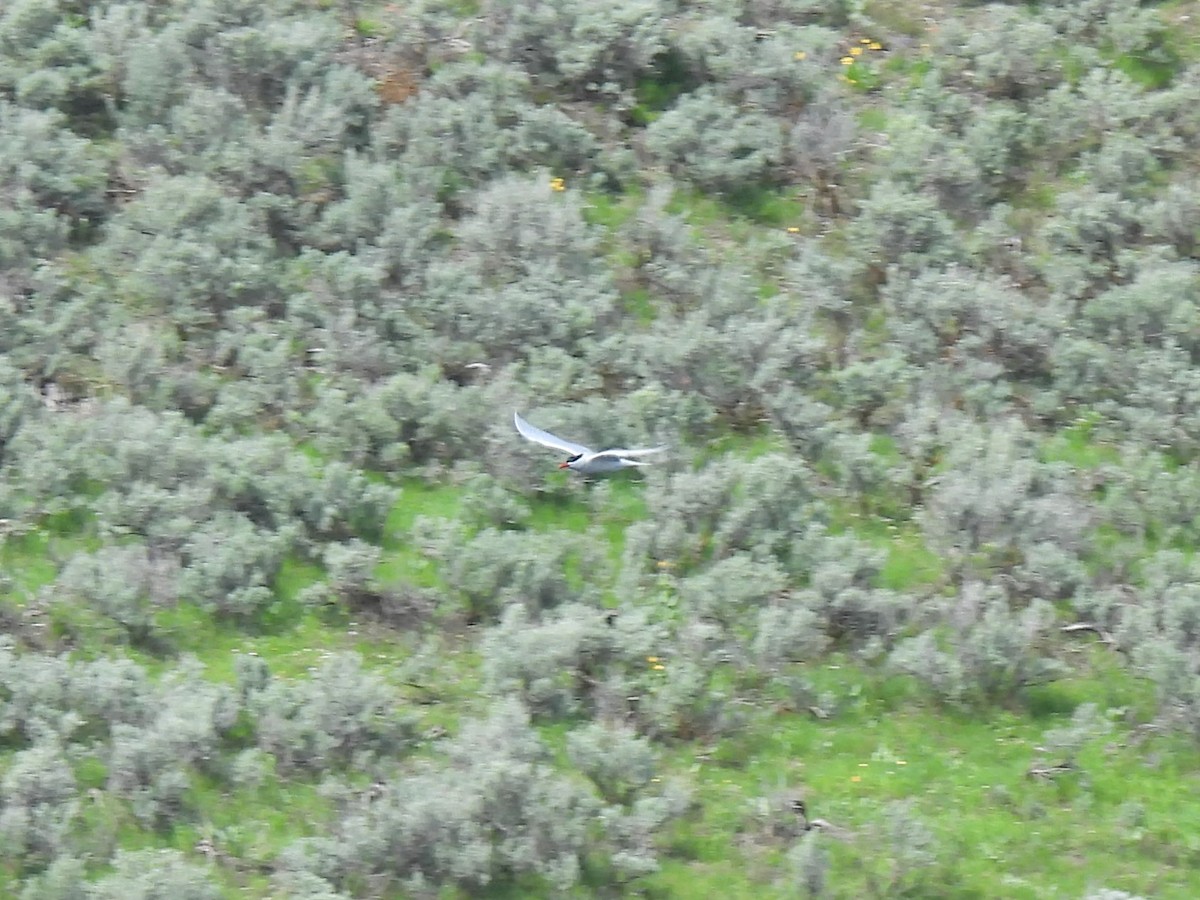 Caspian Tern - ML577207561