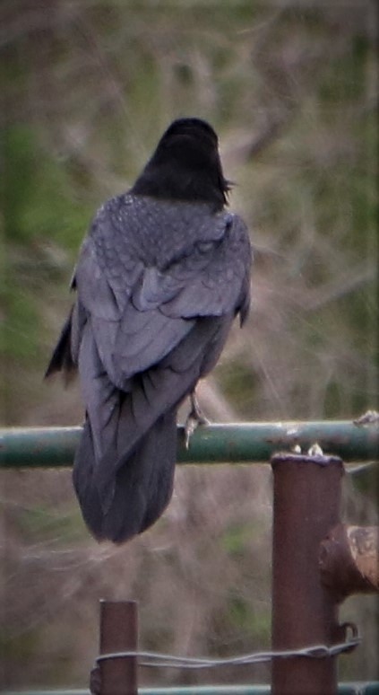 Common Raven - ML577207661