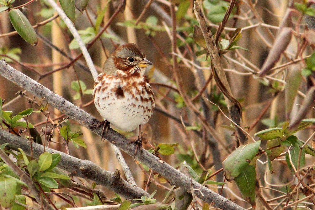 Fox Sparrow - ML57720771