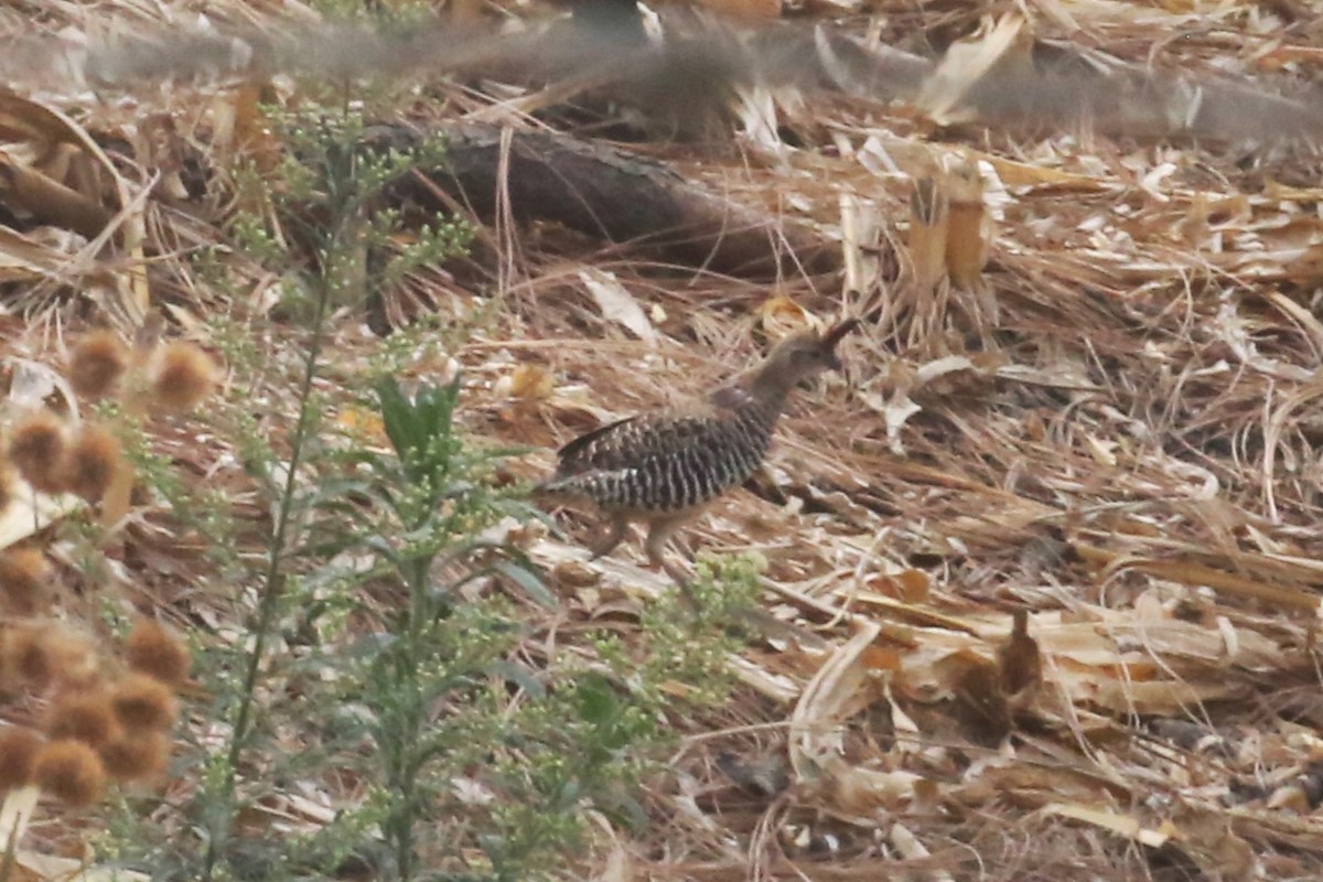 Banded Quail - Charles Davies