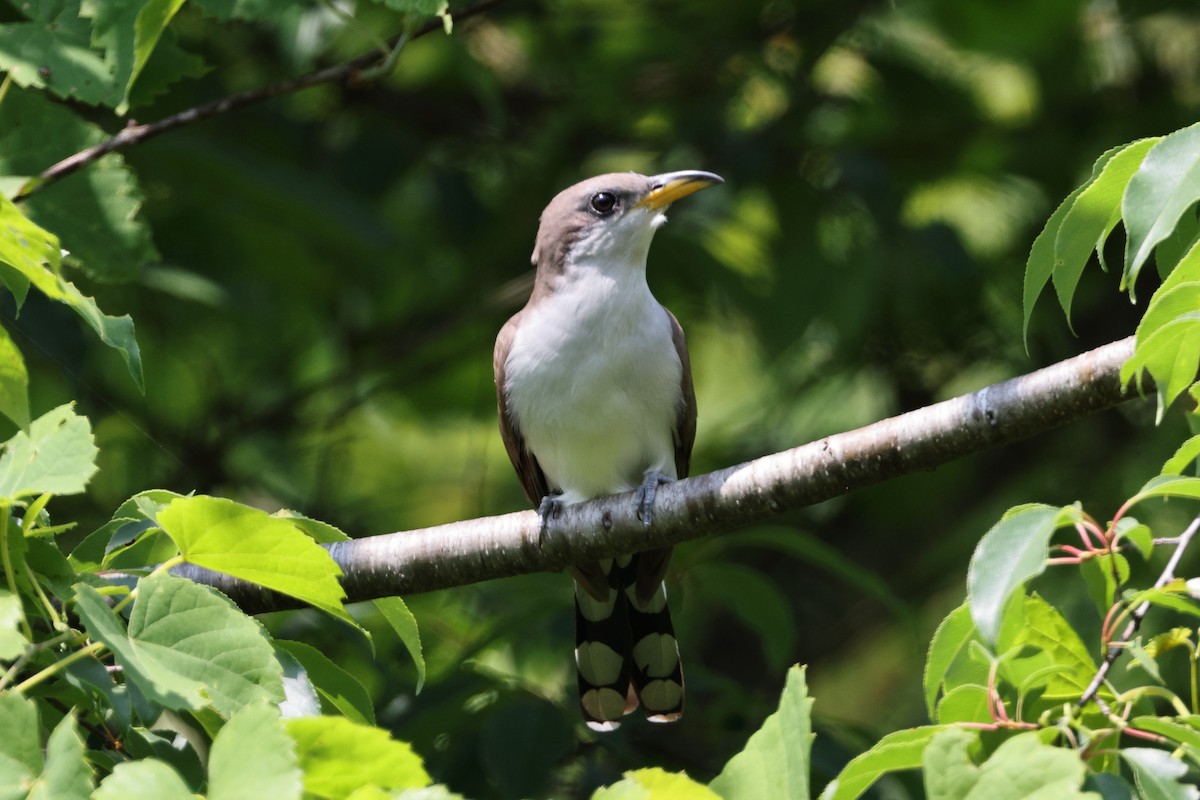 Yellow-billed Cuckoo - ML577208681