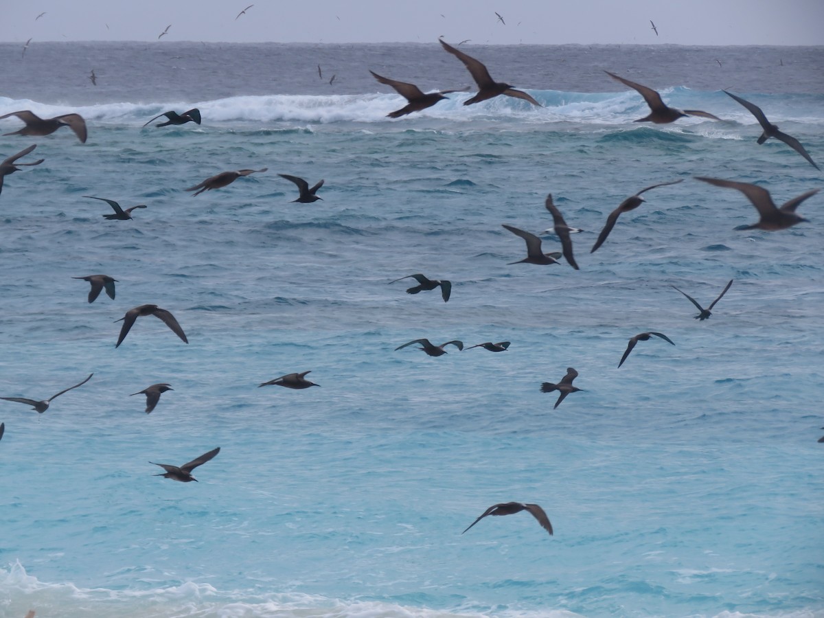 Brown Noddy - Curtis Mahon