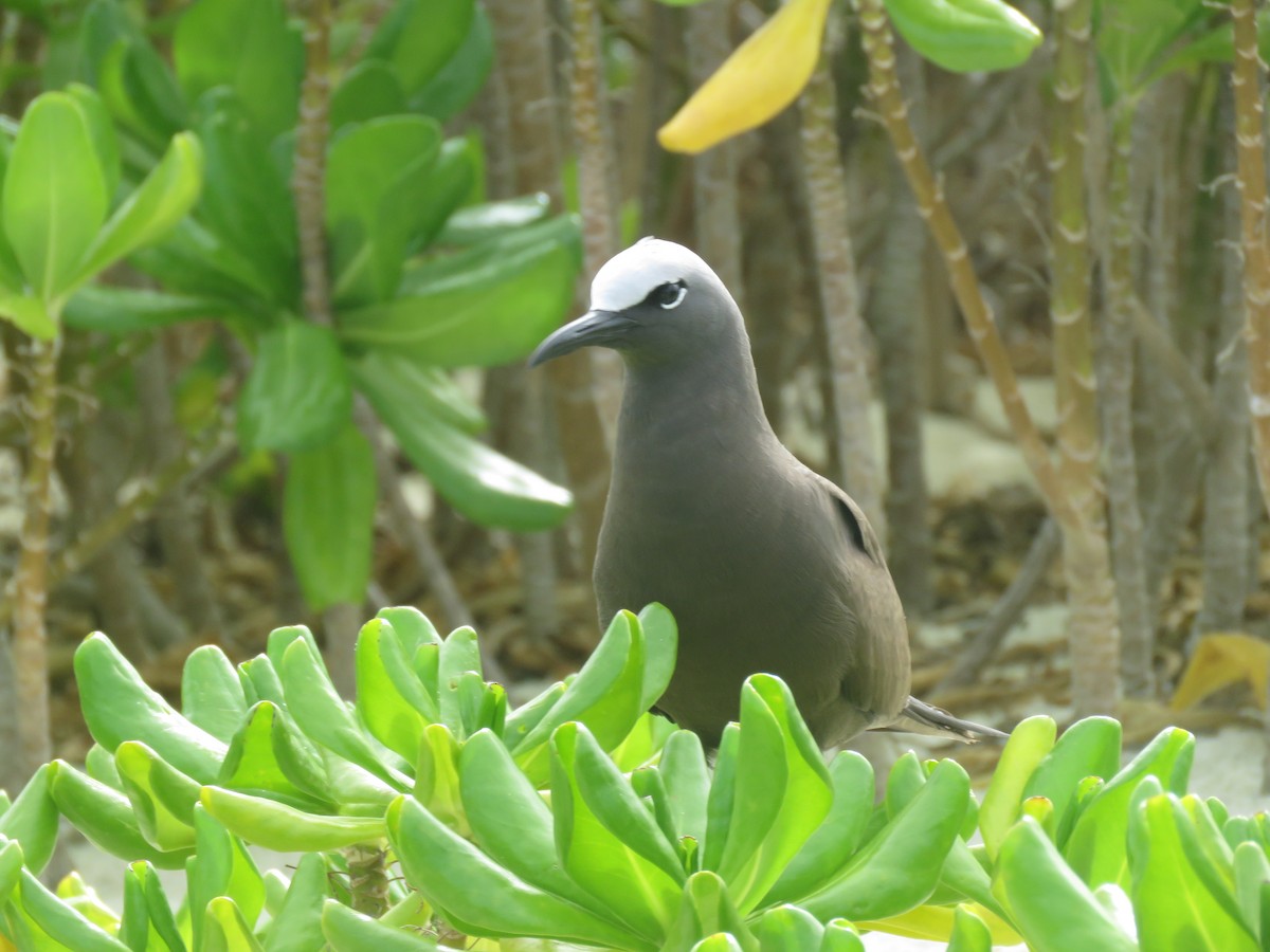 Brown Noddy - Curtis Mahon