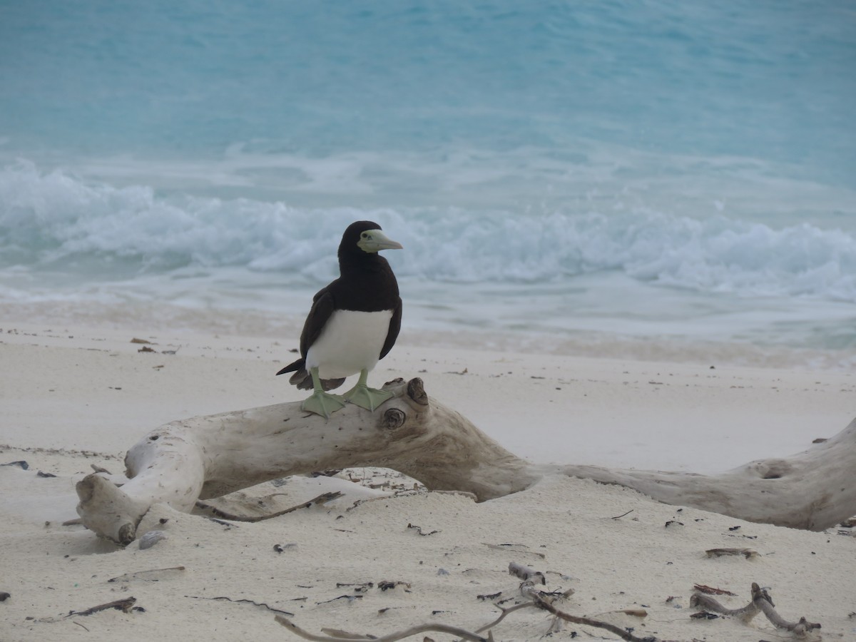 Brown Booby - ML577209681