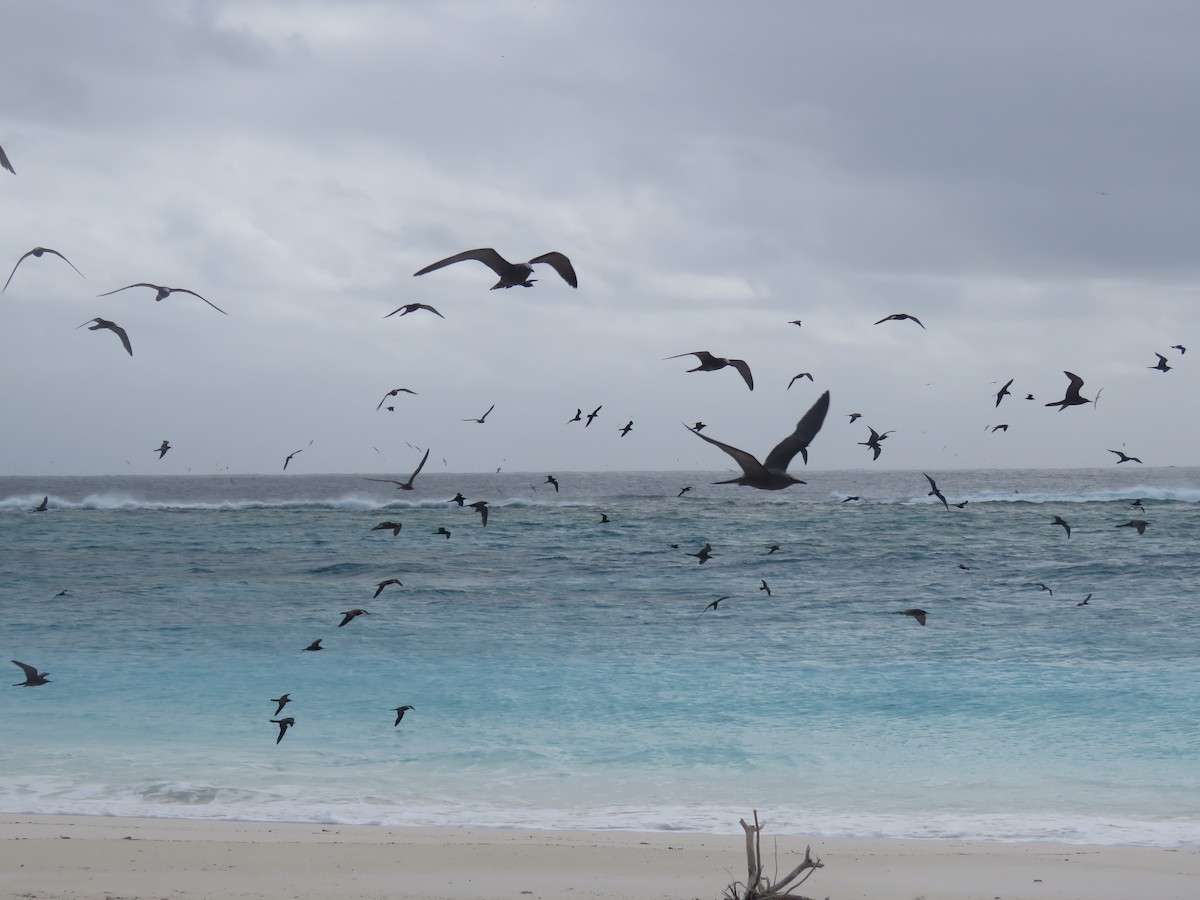 Brown Noddy - Curtis Mahon