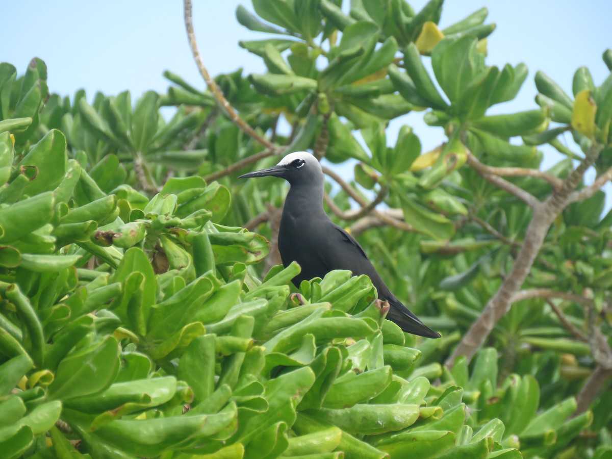 Black Noddy - ML577209751