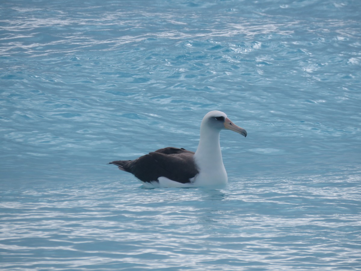 Albatros de Laysan - ML577209771