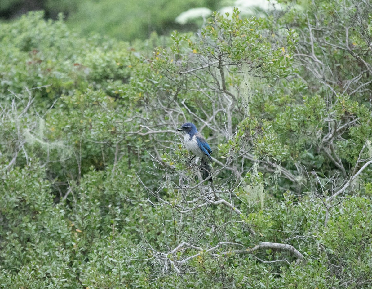 California Scrub-Jay - ML577210051