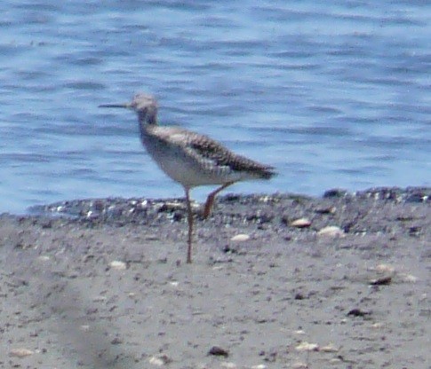 Greater Yellowlegs - ML577211191