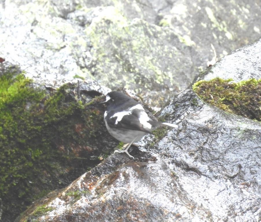 Little Forktail - Stephen Long