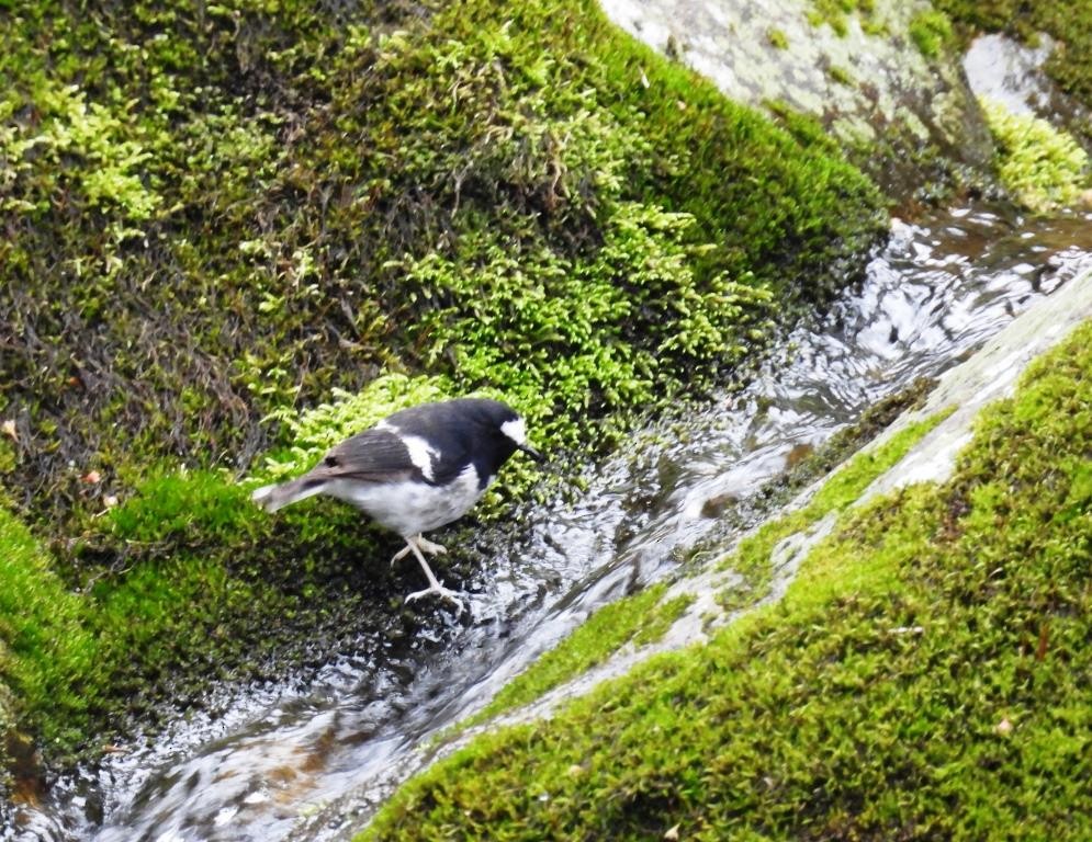 Little Forktail - ML577212241