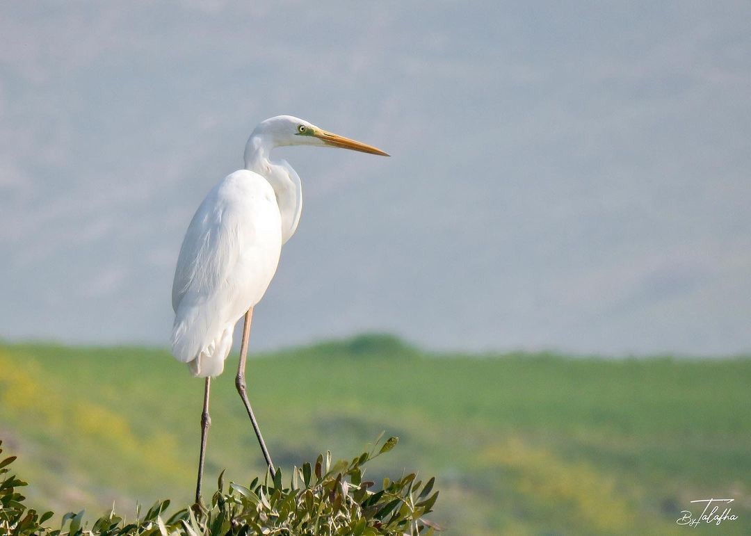 Great Egret - ML577213441