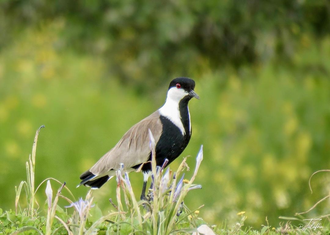 Spur-winged Lapwing - ML577213621