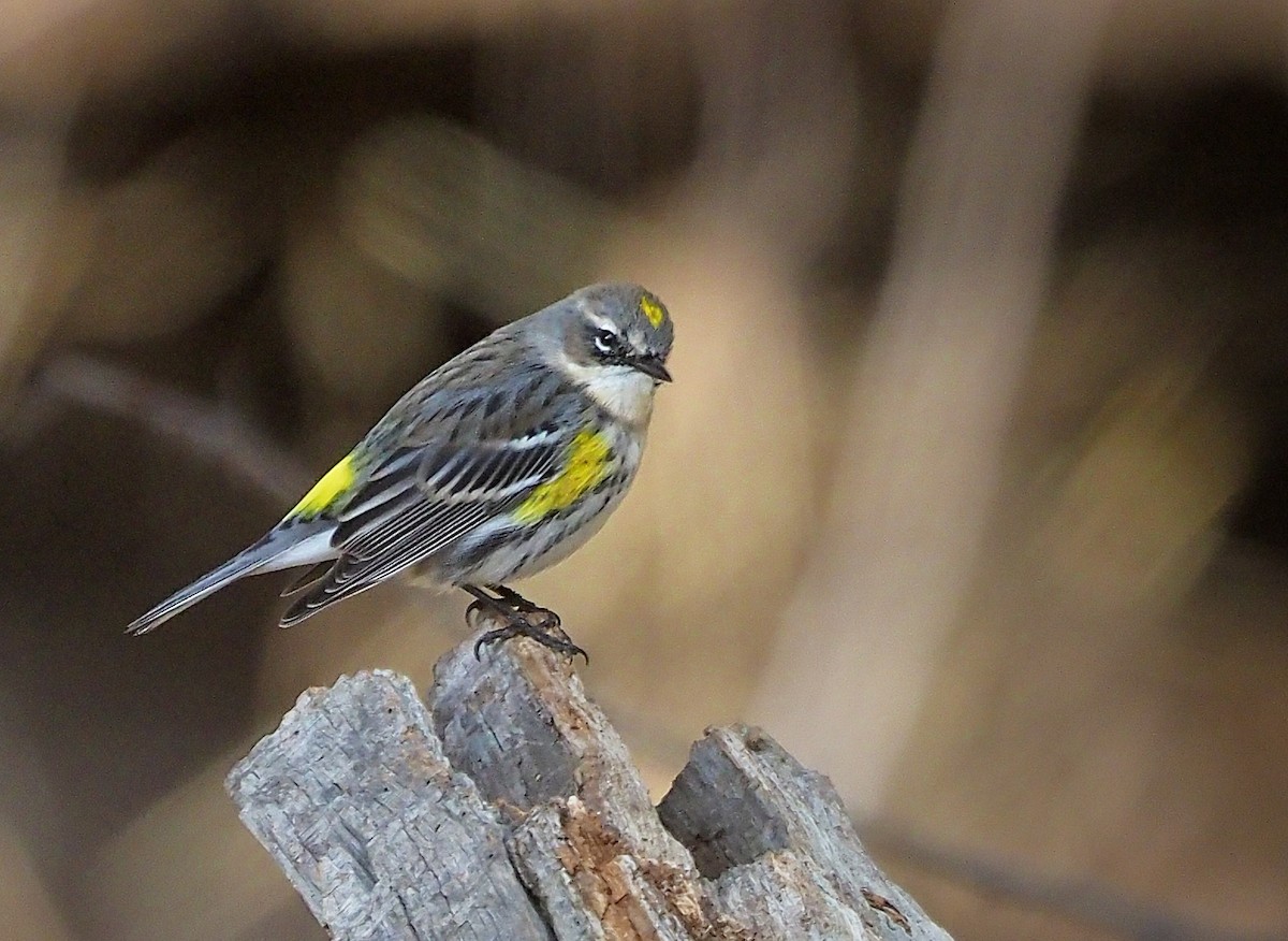 Yellow-rumped Warbler (Myrtle) - Aidan Brubaker