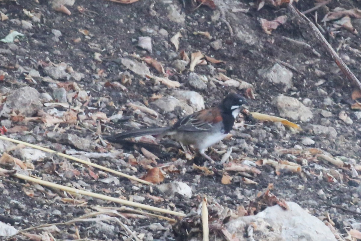 Black-chested Sparrow - ML577213711