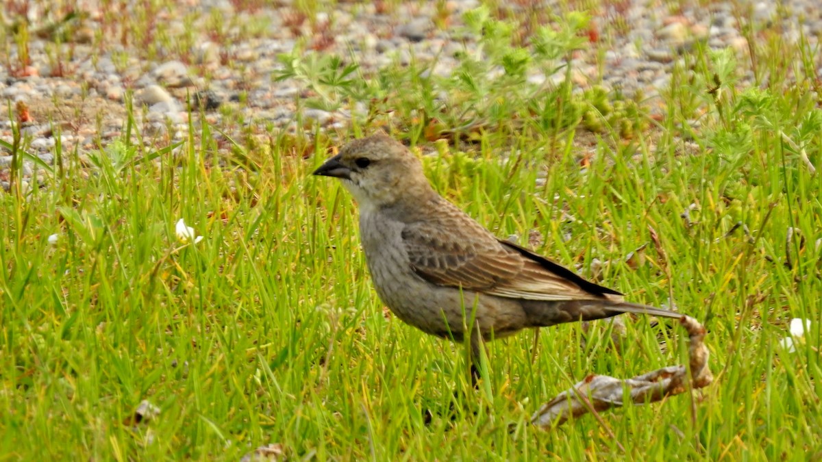 Brown-headed Cowbird - ML577214451