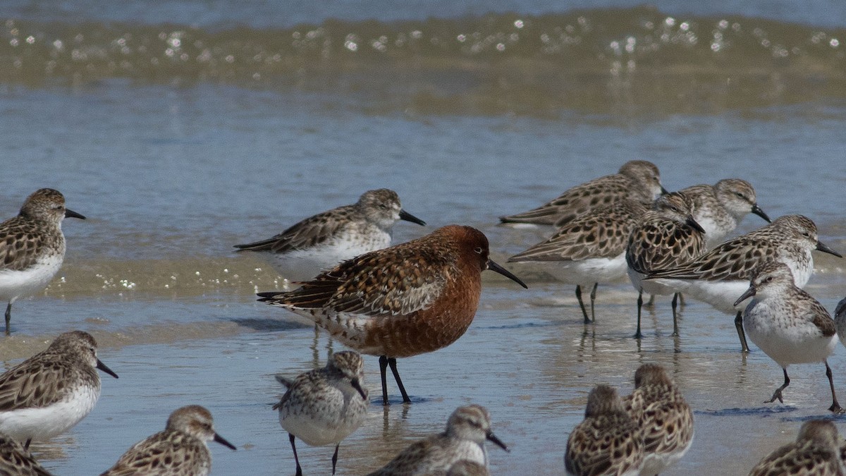 Curlew Sandpiper - ML577215171