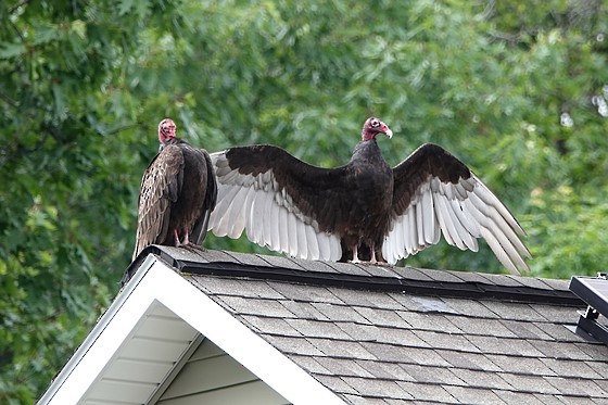 Turkey Vulture - ML577216121