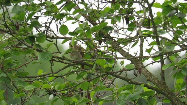 Thrush Nightingale - ML577217041