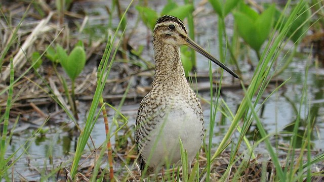 Common Snipe - ML577217411