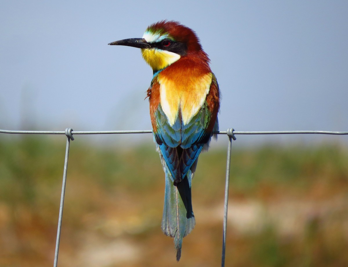 European Bee-eater - Víctor Salvador Vilariño