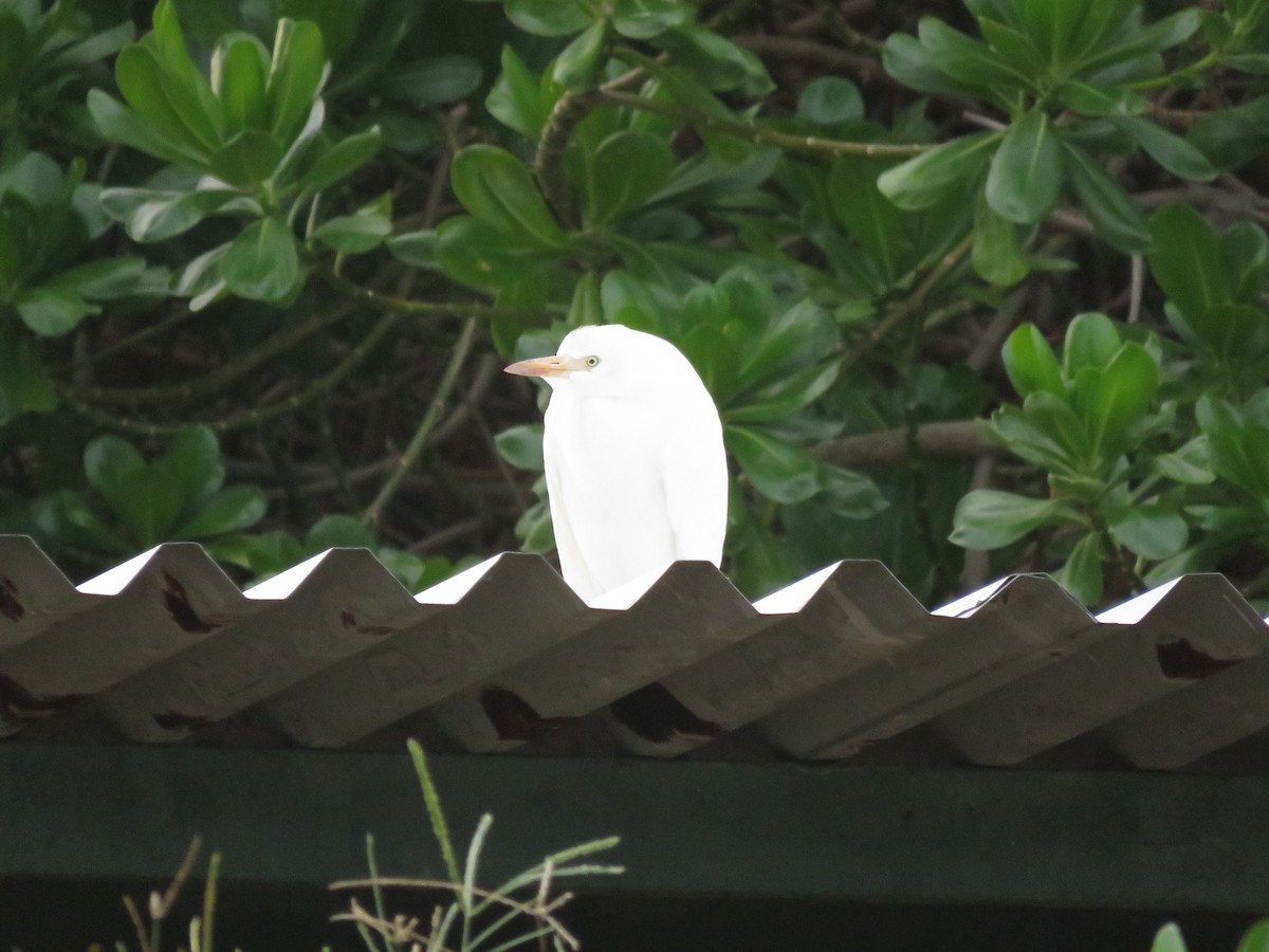 Western/Eastern Cattle Egret - ML577218511